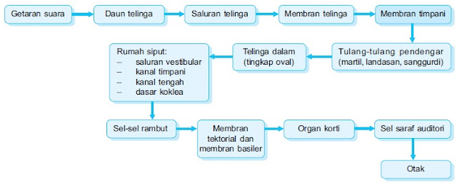 &#91;BIOLOGI&#93; Sistem Indra Manusia
